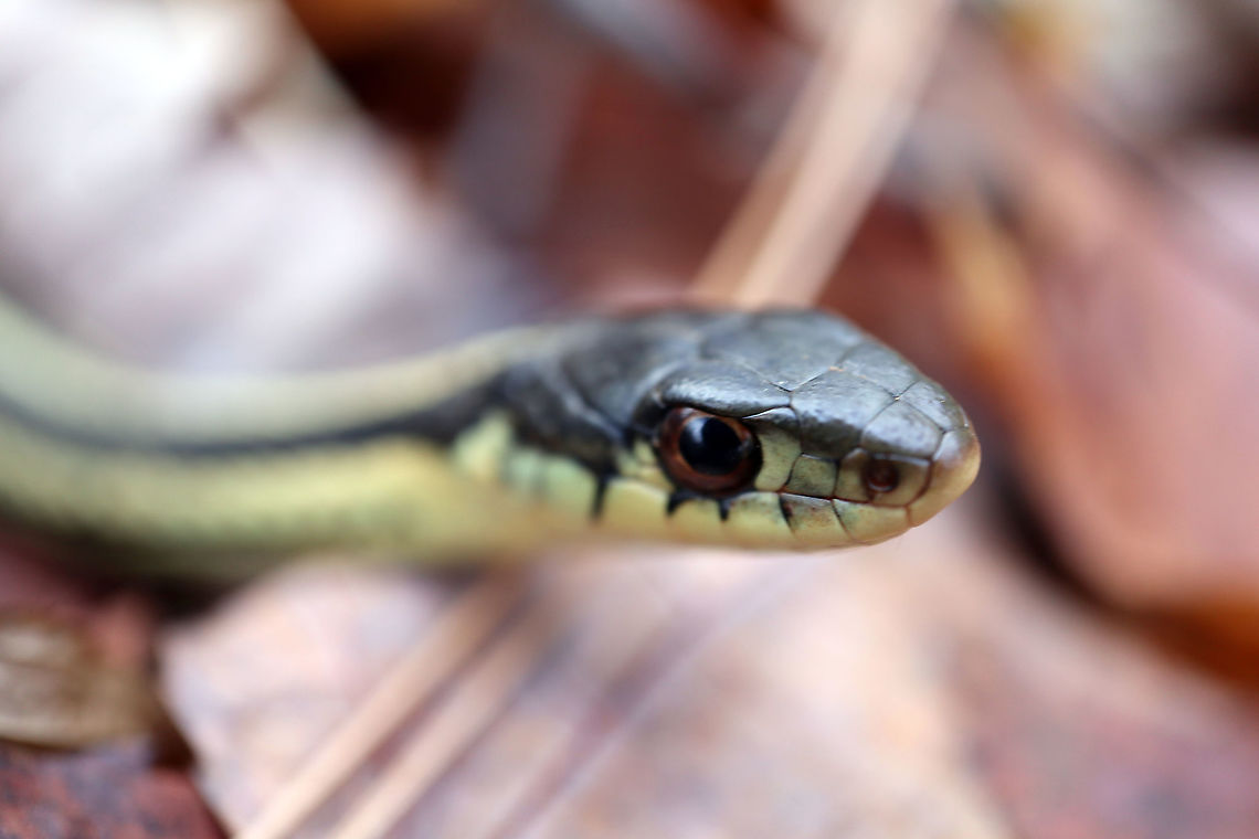 Eastern Garter Snake Still slithering through the fall woods is the Eastern Garter Snake (Thamnophis sirtalis sirtalis) Bill Mason Centre, Dunrobin, Ottawa, Ontario, Canada. Bill Mason Centre,Canada,Dunrobin,Eastern Garter Snake,Fall,Geotagged,Ontario,Ottawa,Thamnophis sirtalis sirtalis,reptile
