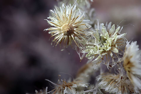 Pearly Everlasting Seeding Seeding Pearly Everlasting (Anaphalis margaritacea) Bill Mason Centre, Dunrobin, Ottawa, Ontario, Canada. Anaphalis margaritacea,Bill Mason Centre,Canada,Dunrobin,Fall,Geotagged,Ontario,Ottawa,Pearly Everlasting,Seeding,West pearly everlasting