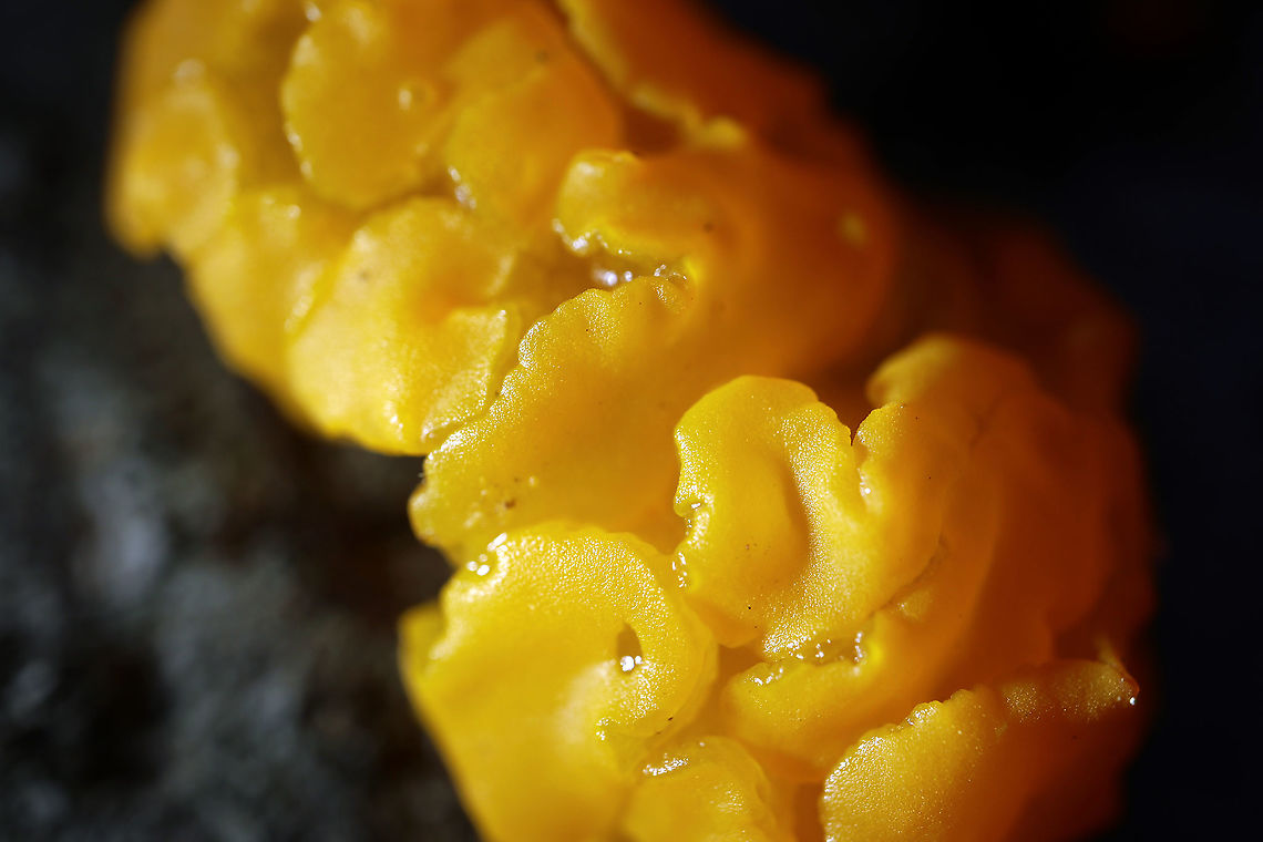 Orange Jelly Fungus On a decaying log is Orange Jelly Fungus (Dacrymyces chrysospermus) Bill Mason Centre, Dunrobin, Ottawa, Ontario, Canada. Bill Mason Centre,Canada,Dacrymyces chrysospermus,Dunrobin,Fall,Geotagged,Ontario,Orange Jelly Fungus,Ottawa,fungi,mushroom