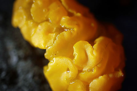Orange Jelly Fungus On a decaying log is Orange Jelly Fungus (Dacrymyces chrysospermus) Bill Mason Centre, Dunrobin, Ottawa, Ontario, Canada. Bill Mason Centre,Canada,Dacrymyces chrysospermus,Dunrobin,Fall,Geotagged,Ontario,Orange Jelly Fungus,Ottawa,fungi,mushroom