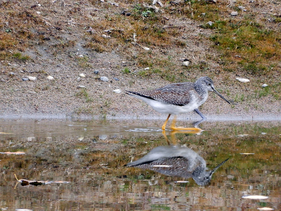 Short-billed Dowitcher Wading along the shoreline is a Short-billed Dowitcher (Limnodromus griseus) Bill Mason Centre, Dunrobin, Ontario, Canada. Bill Mason Centre,Canada,Dunrobin,Fall,Geotagged,Greater Yellowlegs,Ontario,Tringa melanoleuca,bird,sandpiper,shorebird