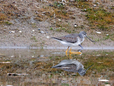 Short-billed Dowitcher Wading along the shoreline is a Short-billed Dowitcher (Limnodromus griseus) Bill Mason Centre, Dunrobin, Ontario, Canada. Bill Mason Centre,Canada,Dunrobin,Fall,Geotagged,Greater Yellowlegs,Ontario,Tringa melanoleuca,bird,sandpiper,shorebird