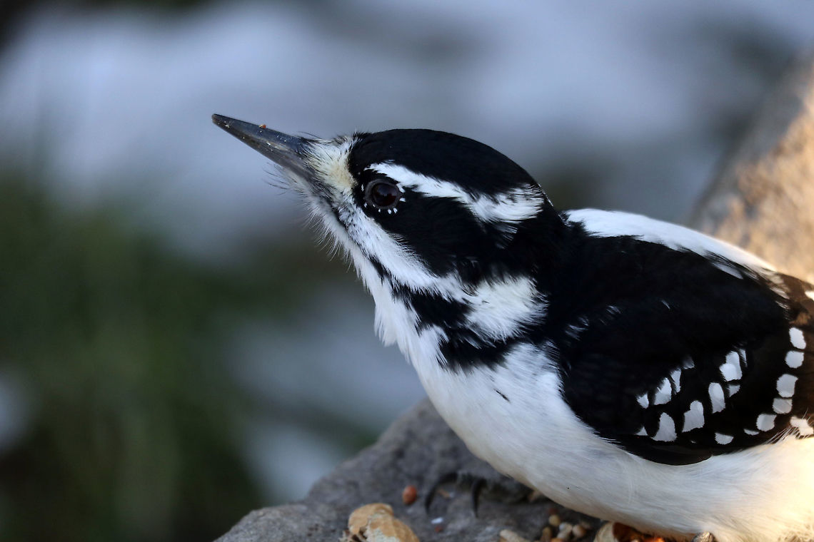 Hairy Woodpecker This female Hairy Woodpecker (Dryobates villosus) was very comfortable enjoying the seed at the feeders at Shirleys Bay, Ottawa, Ontario, Canada.  Canada,Dryobates villosus,Fall,Geotagged,Hairy Woodpecker,Hairy woodpecker,Leuconotopicus villosus,Ontario,Ottawa,Shirleys Bay