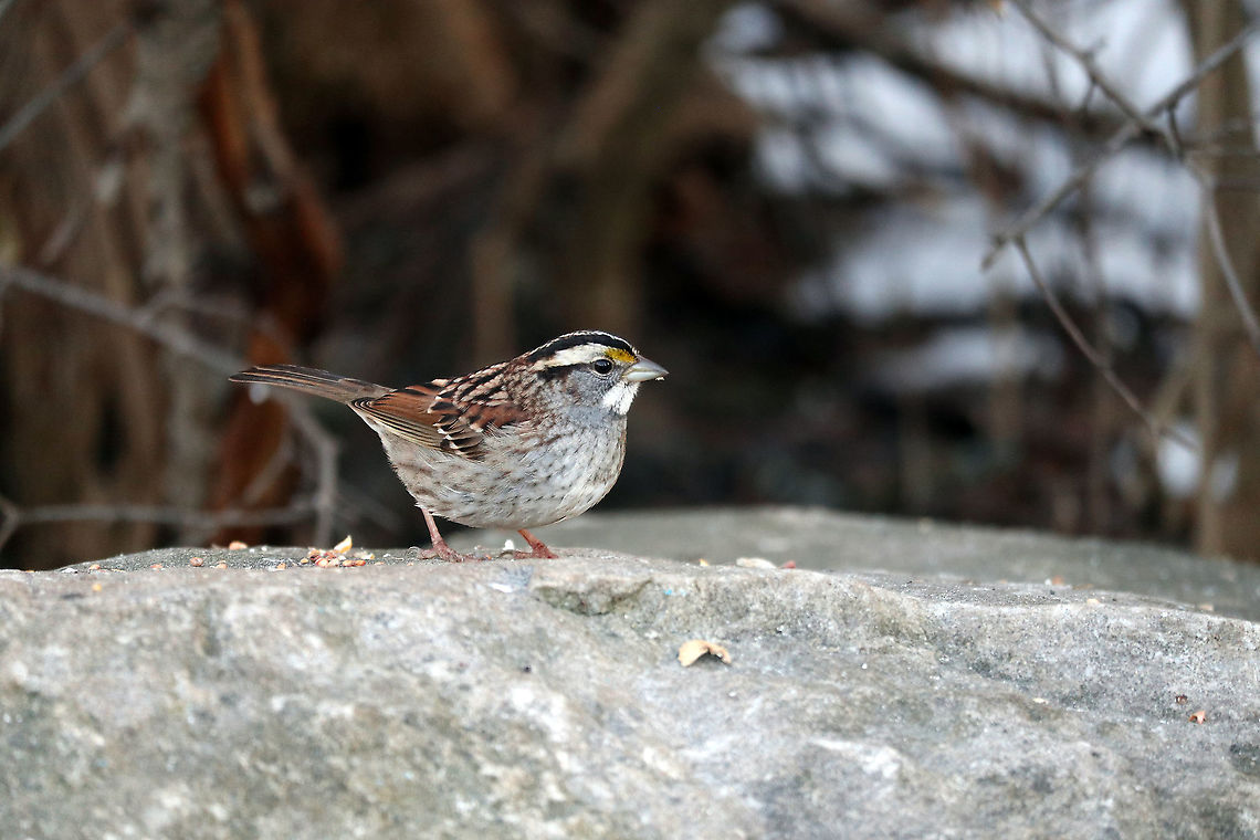 White-throated Sparrow Perched on the rocks is a White-throated Sparrow (Zonotrichia albicollis) at the feeders Shirleys Bay, Ottawa, Ontario, Canada. Canada,Fall,Geotagged,Ontario,Ottawa,Shirleys Bay,White-throated Sparrow,White-throated sparrow,Zonotrichia albicollis
