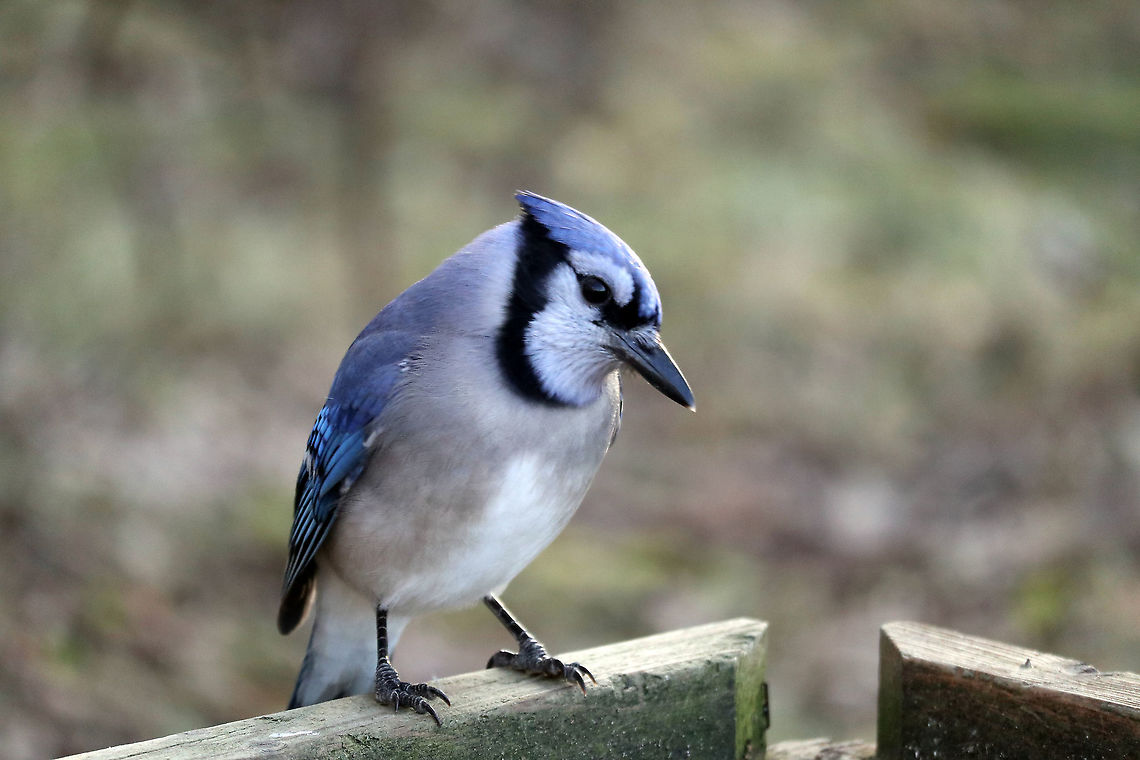 Blue Jay Curious about the camera a Blue Jay (Cyanocitta cristata) poses at the feeder Shirleys Bay, Ottawa, Ontario, Canada. Blue Jay,Blue jay,Canada,Cyanocitta cristata,Fall,Geotagged,Ontario,Ottawa,Shirleys Bay
