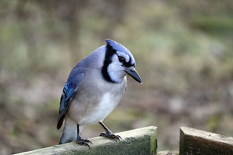 Blue Jay Curious about the camera a Blue Jay (Cyanocitta cristata) poses at the feeder Shirleys Bay, Ottawa, Ontario, Canada. Blue Jay,Blue jay,Canada,Cyanocitta cristata,Fall,Geotagged,Ontario,Ottawa,Shirleys Bay