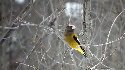 Evening Grosbeak There were a flock at the feeders and this guy was just chilling by the side lines. Evening Grosbeak (Coccothraustes vespertinus) Mer Bleue Conservation Area, Ottawa, Ontario, Canada. Ramsar site no. 755. Canada,Canada. Ramsar site no. 755,Coccothraustes vespertinus,Evening Grosbeak,Evening grosbeak,Geotagged,Mer Bleue Conservation Area,Ontario,Ottawa,Ramsar Convention,Ramsar wetland,Winter