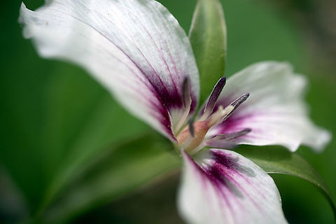 Painted Trillium One of the first flowers of spring is the Painted Trillium (Trillium undulatum) at the Mer Bleue Conservation Area, Ottawa, Ontario, Canada. Ramsar site no. 755. Canada,Geotagged,Mer Bleue Conservation Area,Ontario,Ottawa,Painted Trillium,Painted trillium,Ramsar Convention,Ramsar Site,Spring,Trillium undulatum,flora,flower,plant,spring