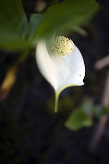Water Arum Wild Calla (Calla palustris) along the edge of the marsh at the Mer Bleue Conservation Area, Ottawa, Ontario, Canada. Ramsar site no. 755. Calla,Calla palustris,Canada,Geotagged,Mer Bleue Conservation Area,Ontario,Ottawa,Ramsar Convention,Ramsar Site,Spring,Water Arum,flora,flower,plant,wetland