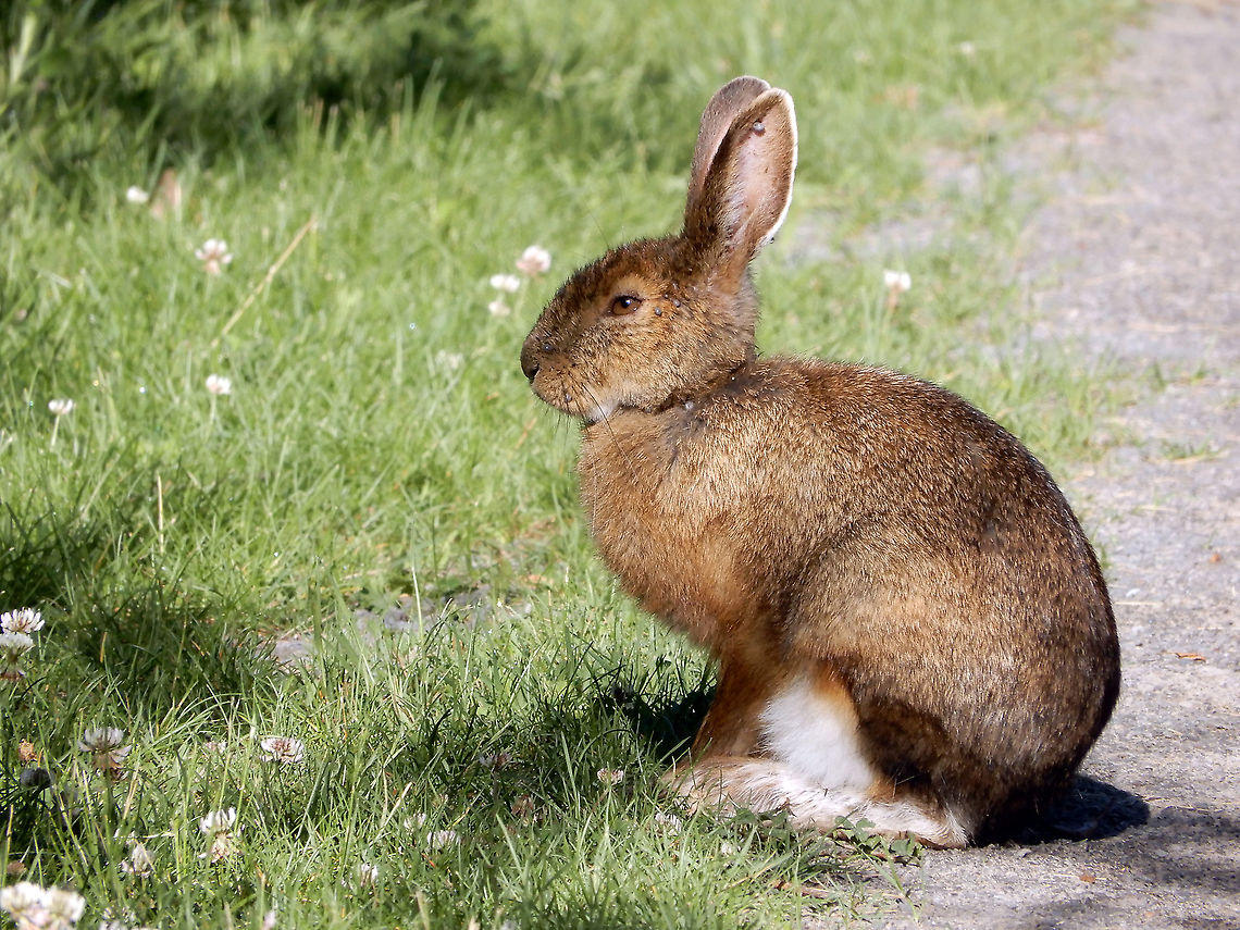 Snowshoe Hare Sitting in the sun is the Snowshoe Hare (Lepus americanus) Mer Bleue Conservation Area, Ottawa, Ontario, Canada. Ramsar site no. 755. Canada,Geotagged,Lepus americanus,Mer Bleue Conservation Area,Ontario,Ottawa,Ramsar Convention,Ramsar Site,Snowshoe Hare,Snowshoe hare,Spring,animal,fauna,mammal,rabbit