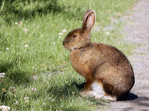 Snowshoe Hare Sitting in the sun is the Snowshoe Hare (Lepus americanus) Mer Bleue Conservation Area, Ottawa, Ontario, Canada. Ramsar site no. 755. Canada,Geotagged,Lepus americanus,Mer Bleue Conservation Area,Ontario,Ottawa,Ramsar Convention,Ramsar Site,Snowshoe Hare,Snowshoe hare,Spring,animal,fauna,mammal,rabbit