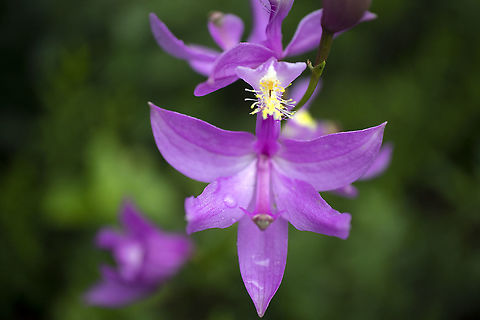 Grass Pink Orchid All over the bog the Grass Pink Orchid (Calopogon tuberosus) was in bloom at the Alfred Bog, Ontario, Canada. Alfred Bog,Calopogon tuberosus,Canada,Geotagged,Grass Pink Orchid,Ontario,Spring,Tuberous Grass Pink,flora,flower,plant