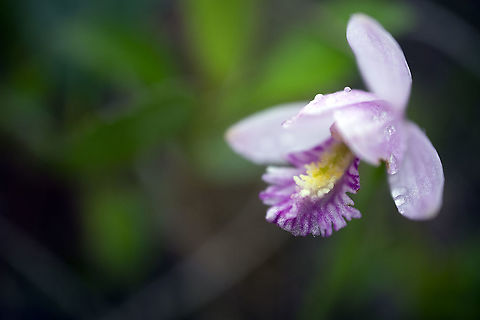 Rose Pogonia The Snakemouth Orchid (Pogonia ophioglossoides) at the Alfred Bog, Ontario, Canada. Alfred Bog,Canada,Geotagged,Ontario,Pogonia ophioglossoides,Rose Pogonia,Snakemouth Orchid,Snakemouth orchid,Spring,flora,flower,plant