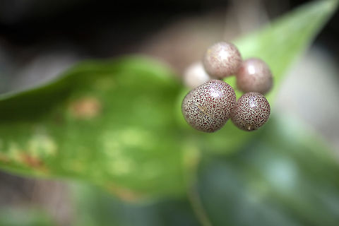 Woodland Berries False Solomon's Seal (Maianthemum racemosum) fruiting at Alleyn-et-Cawood, Qu&eacute;bec, Canada. Alleyn-et-Cawood,Canada,False Solomon's Seal,Feathery false lily of the valley,Geotagged,Maianthemum racemosum,Qu&eacute;bec,Summer,berries,flora,fruiting,plant