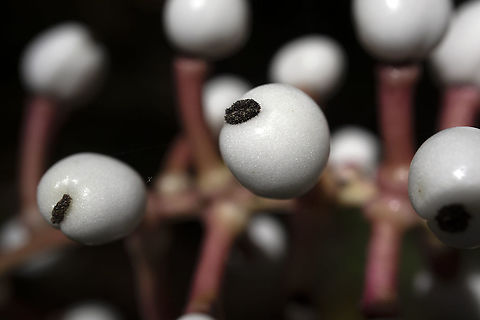 Doll's Eyes berries of the Woods White Baneberry (Actaea pachypoda) woodland berries at Alleyn-et-Cawood, Qu&eacute;bec, Canada. Actaea pachypoda,Alleyn-et-Cawood,Canada,Doll's-eyes,Geotagged,Qu&eacute;bec,Summer,White Baneberry,berries,flora,fruits,plant