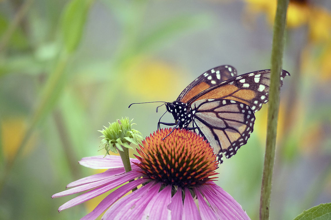Monarch Butterfly On the Coneflower, Monarch Butterfly (Danaus plexippus) Dominion Arboretum Ornamental Garden, Ottawa, Ontario, Canada. Conservation Status: imperiled (S2N,S4B) in Ontario, CA (NatureServe). Canada,Coneflower,Conservation status,Danaus plexippus,Dominion Arboretum Ornamental Garden,Geotagged,Monarch Butterfly,Monarch butterfly,Ontario,Ottawa,Summer,fauna,imperiled,insect