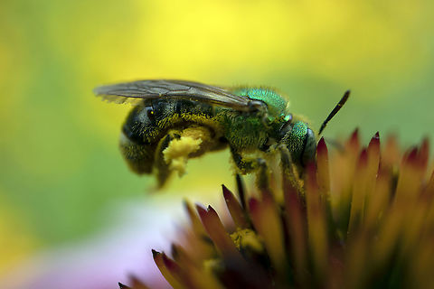 Digging in Bicoloured Sweat Bee (Agapostemon virescens) on a Purple Coneflower (Echinacea purpurea) at the Dominion Arboretum in Ottawa, Ontario, Canada. Agapostemon virescens,Bicolored Striped Sweat Bee,Bicoloured Sweat Bee,Canada,Dominion Arboretum,Echinacea purpurea,Geotagged,Green sweat bee,Ontario,Ottawa,Purple Coneflower,Summer,fauna,flora,insect,pollination