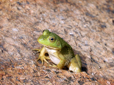 Rock Climber American Bullfrog (Lithobates catesbeianus) climbs the rocky shoreline of the wetlands of the Carp Barrens Trail, Ontario, Canada. American Bullfrog,Canada,Carp Barrens Trail,Geotagged,Lithobates catesbeianus,Ontario,Summer,amphibian