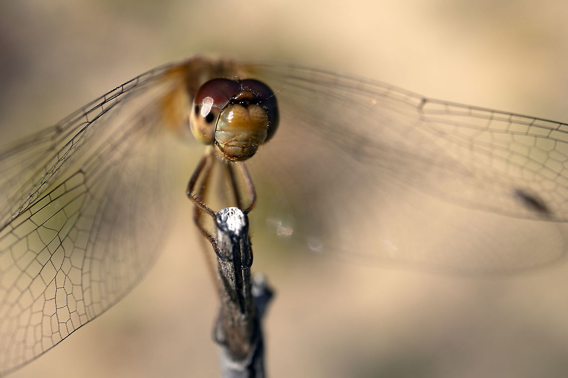 Dragonfly of the Fall Autumn Meadowhawk (Sympetrum vicinum) at the Bill Mason Centre, Dunrobin, Ontario, Canada. Autumn Meadowhawk,Bill Mason Centre,Canada,Dunrobin,Geotagged,Ontario,Summer,Sympetrum vicinum,Yellow-legged meadowhawk,dragonfly,fauna,insect