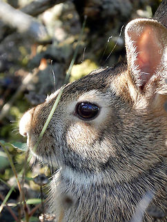 Cottontail Portrait Eastern Cottontail (Sylvilagus floridanus) Britannia Conservation Area, Mud Lake, Ottawa, Ontario, Canada. Britannia Conservation Area,Canada,Eastern Cottontail,Eastern cottontail,Geotagged,Mud Lake,Ontario,Ottawa,Summer,Sylvilagus floridanus,bunny,fauna,mammal,rabbit