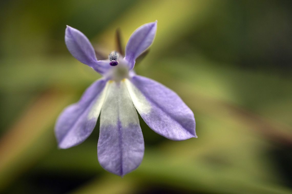 River Shore Wildflower A delicate small Kalm's Lobelia (Lobelia kalmii) at Shirleys Bay Greenbelt Area, Ottawa, Ontario, Canada. Canada,Geotagged,Kalm's Lobelia,Lobelia kalmii,Ontario,Ottawa,Shirleys Bay Greenbelt Area,Summer,flora,flower,plant,wildflower