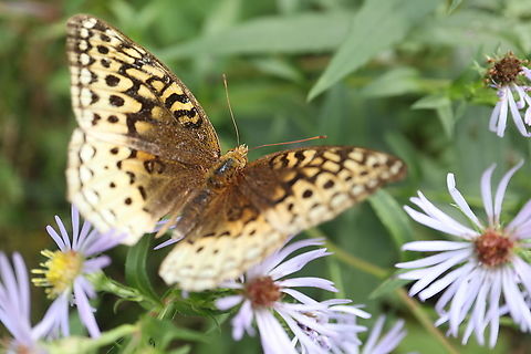 Butterfly on Asters Great Spangled Fritillary (Speyeria cybele) Larose Forest, Limoges, Ontario, Canada. Canada,Geotagged,Great Spangled Fritillary,Larose Forest,Limoges,Ontario,Speyeria cybele,Summer,butterfly,fauna,insect