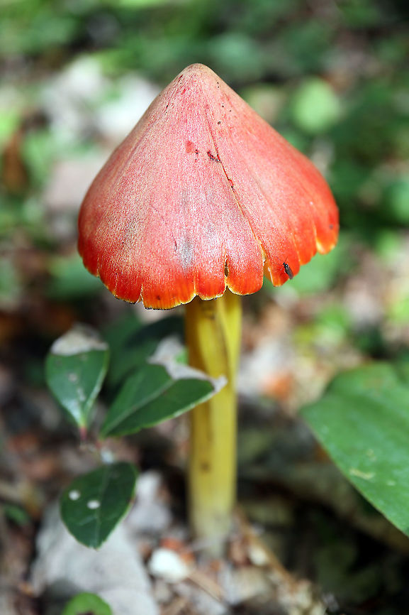 Mushroom in the Woods Witch&#039;s Hat (Hygrocybe conica) Larose Forest, Limoges, Ontario, Canada. Canada,Geotagged,Hygrocybe conica,Larose Forest,Limoges,Ontario,Summer,Witch's Hat,Witch's hat,flora,fungi,fungus,mushroom