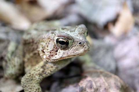 Toad American Toad (Anaxyrus americanus) Larose Forest, Limoges, Ontario, Canada. American Toad,American toad,Anaxyrus americanus,Canada,Geotagged,Larose Forest,Limoges,Ontario,Summer,amphibian,fauna