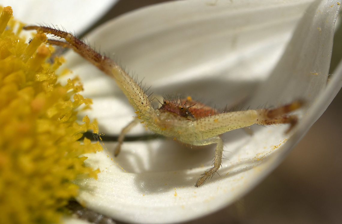 Waiting for Prey on a Daisy Northern Crab Spider (Mecaphesa asperata) waits patiently on an Oxeye Daisy. Alleyn-et-Cawood, Qu&eacute;bec, Canada. Alleyn-et-Cawood,Canada,Geotagged,Mecaphesa asperata,Northern Crab Spider,Oxeye Daisy,Québec,Summer