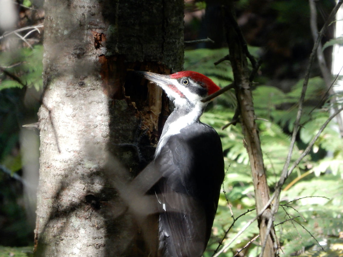 Pecking Away Pileated Woodpecker (Dryocopus pileatus) in the woods of Alleyn-et-Cawood, Qu&eacute;bec, Canada. Alleyn-et-Cawood,Canada,Dryocopus pileatus,Geotagged,Pileated Woodpecker,Québec,Summer,bird