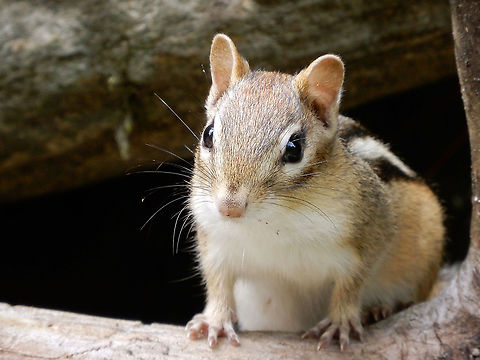 Eastern Chipmunk Eastern Chipmunk (Tamias striatus) finds a home at a vernal pool at Alleyn-et-Cawood, Québec, Canada. Alleyn-et-Cawood,Canada,Eastern chipmunk,Geotagged,Québec,Summer,Tamias striatus,fauna,mammal,rodent,squirrel