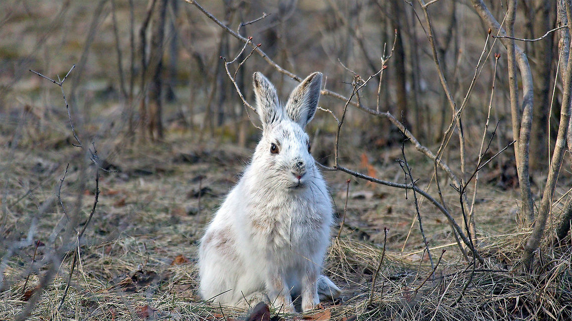 Happy International Rabbit Day 2021 Every year I venture to Shirleys Bay in Ottawa to observe &amp; appreciate the wild Snowshoe Hares (Lepus americanus) their antics and the colour change of these adorable creatures never stop astounding me. Canada,Geotagged,Lepus americanus,Ontario,Ottawa,Rabbit,Shirleys Bay,Snowshoe Hare,Snowshoe hare,Spring,bunny,hare