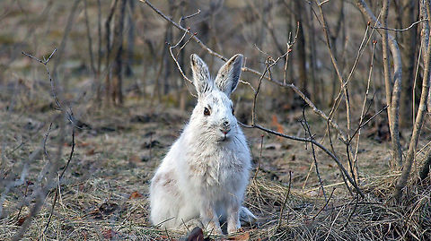 Happy International Rabbit Day 2021 Every year I venture to Shirleys Bay in Ottawa to observe & appreciate the wild Snowshoe Hares (Lepus americanus) their antics and the colour change of these adorable creatures never stop astounding me. Canada,Geotagged,Lepus americanus,Ontario,Ottawa,Rabbit,Shirleys Bay,Snowshoe Hare,Snowshoe hare,Spring,bunny,hare