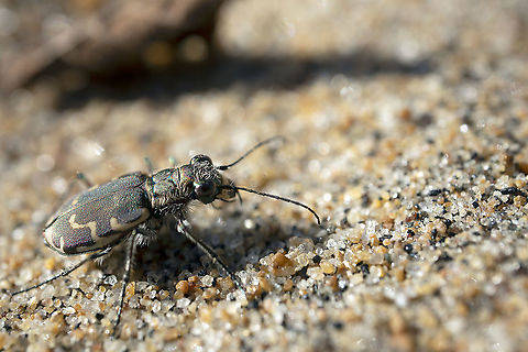 From the Sandy Shores of the Ottawa River A warm fall day and the Tiger Beetles were out to play. Bronzed Tiger Beetle (Cicindela repanda) Petrie Island, Ottawa, Ontario, Canada. Bronzed Tiger Beetle,Bronzed tiger beetle,Canada,Cicindela repanda,Fall,Geotagged,Ontario,Ottawa,Petrie Island,insect