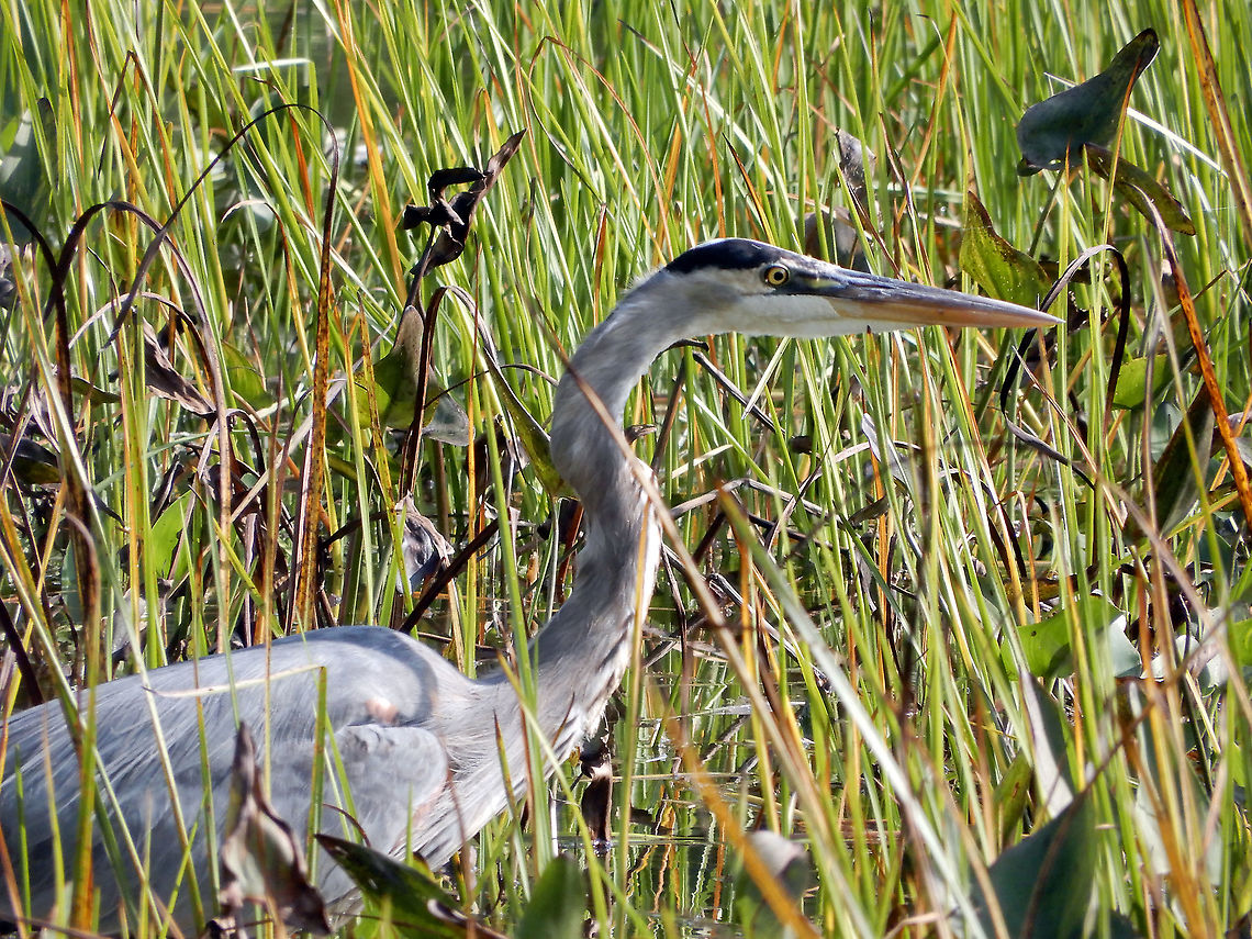 Stalking the Reeds of the Marsh A Great Blue Heron (Ardea herodias) stalks for prey in the long reeds of the marshes of Petrie Island, Ottawa, Ontario, Canada. Ardea herodias,Canada,Fall,Geotagged,Great Blue Heron,Great blue heron,Ontario,Ottawa,Petrie Island,bird