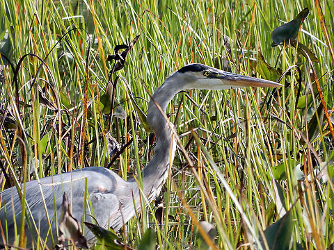 Stalking the Reeds of the Marsh A Great Blue Heron (Ardea herodias) stalks for prey in the long reeds of the marshes of Petrie Island, Ottawa, Ontario, Canada. Ardea herodias,Canada,Fall,Geotagged,Great Blue Heron,Great blue heron,Ontario,Ottawa,Petrie Island,bird