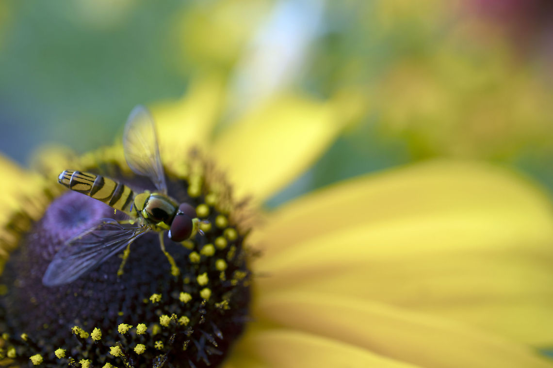 Little Hover fly in the Large Urban Garden Oblique Stripetail Hoverfly (Allograpta obliqua) on a Black-eyed Susan flower at the Dominion Arboretum in Ottawa, Ontario, Canada. Allograpta obliqua,Black-eyed Susan flower,Canada,Dominion Arboretum in Ottawa,Geotagged,Oblique Stripetail,Oblique Stripetail Hoverfly,Ontario,Summer,flora & fauna