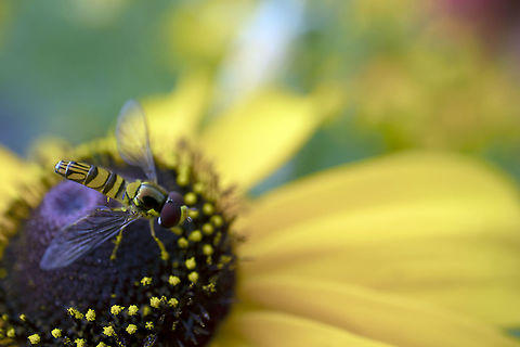 Little Hover fly in the Large Urban Garden Oblique Stripetail Hoverfly (Allograpta obliqua) on a Black-eyed Susan flower at the Dominion Arboretum in Ottawa, Ontario, Canada. Allograpta obliqua,Black-eyed Susan flower,Canada,Dominion Arboretum in Ottawa,Geotagged,Oblique Stripetail,Oblique Stripetail Hoverfly,Ontario,Summer,flora & fauna