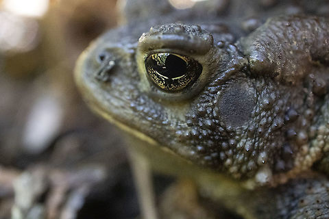Eye of the Toad Nestled under a log, American Toad (Anaxyrus americanus) Stoney Swamp Trails, Ottawa, Ontario, Canada. American Toad,American toad,Anaxyrus americanus,Canada,Fall,Geotagged,Ontario,Ottawa,Stoney Swamp Trails,amphibian