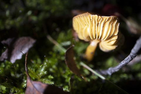 Gold Amongst the Moss Golden-gilled Gerronema (Chrysomphalina chrysophylla) Stoney Swamp Trails, Ottawa, Ontario, Canada. Canada,Chrysomphalina chrysophylla,Fall,Geotagged,Golden-gilled Gerronema,Ontario,Ottawa,Stoney Swamp Trails
