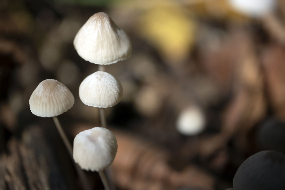 Little Caps of Mycena Mycena (Mycena osmundicola) Stoney Swamp Trails, Ottawa, Ontario, Canada. Canada,Fall,Geotagged,Mycena,Mycena alphitophora,Mycena osmundicola,Mycena seynii,Ontario,Ottawa,Stoney Swamp Trails,fungi,fungus,mushroom