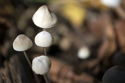 Mycena alphitophora
