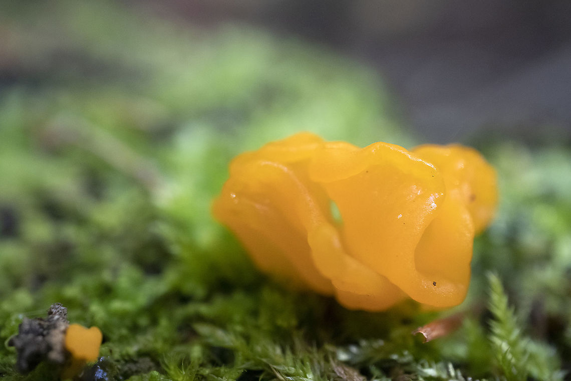 Little Jelly and Moss Orange Jelly (Dacrymyces palmatus) Stoney Swamp Trails, Ottawa, Ontario, Canada. Canada,Dacrymyces chrysospermus,Dacrymyces palmatus,Fall,Geotagged,Ontario,Orange Jelly,Ottawa,Stoney Swamp Trails,fungi,fungus,mushroom