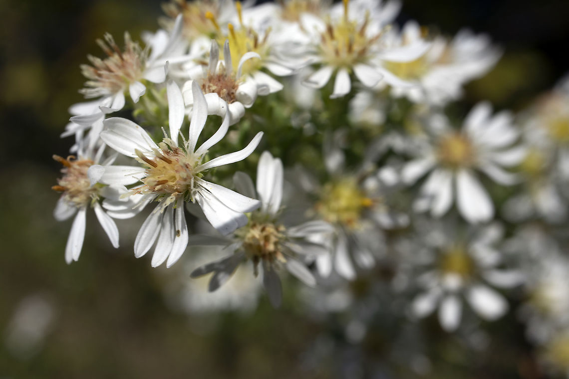 Small White Asters Heath Aster (Symphyotrichum ericoides) Stoney Swamp Trails, Ottawa, Ontario, Canada. Canada,Fall,Geotagged,Heath Aster,Ontario,Ottawa,Stoney Swamp Trails,Symphyotrichum ericoides,White Heath Aster,flora