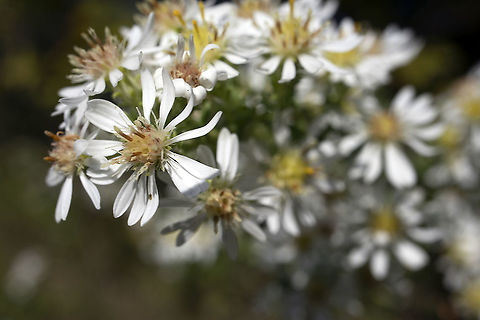 Small White Asters Heath Aster (Symphyotrichum ericoides) Stoney Swamp Trails, Ottawa, Ontario, Canada. Canada,Fall,Geotagged,Heath Aster,Ontario,Ottawa,Stoney Swamp Trails,Symphyotrichum ericoides,White Heath Aster,flora