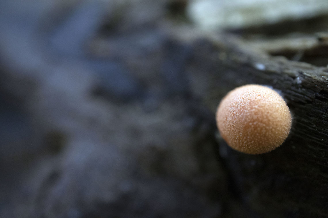 Common Slime Mould Wolf&#039;s Milk (Lycogala epidendrum) Stoney Swamp Trails, Ottawa, Ontario, Canada. Canada,Fall,Geotagged,Lycogala epidendrum,Ontario,Ottawa,Stoney Swamp Trails,Wolf's Milk,Wolf's milk,fungi,fungus,slime mould