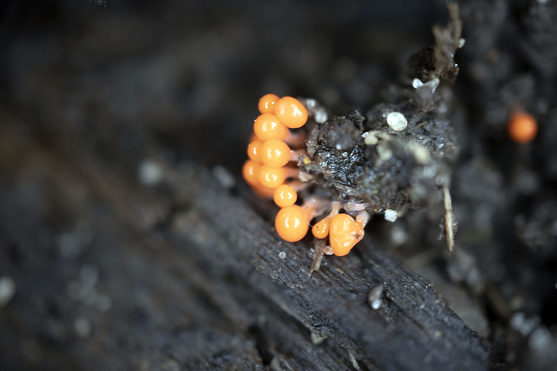 Orange Slime Mould Young Sporangia (Hemitrichia calyculata) Stoney Swamp Trails, Ottawa, Ontario, Canada. Canada,Fall,Geotagged,Hemitrichia calyculata,Ontario,Ottawa,Stoney Swamp Trails,Young Sporangia,fungi,fungus