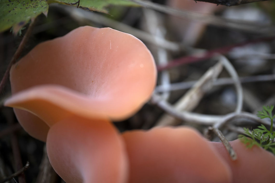 Jelly Fungus Apricot Jelly (Tremiscus helvelloides) Stoney Swamp Trails, Ottawa, Ontario, Canada. Apricot Jelly,Canada,Fall,Geotagged,Guepinia,Guepinia helvelloides,Ontario,Ottawa,Stoney Swamp Trails,Tremiscus helvelloides,fungi,fungus,mushrooms