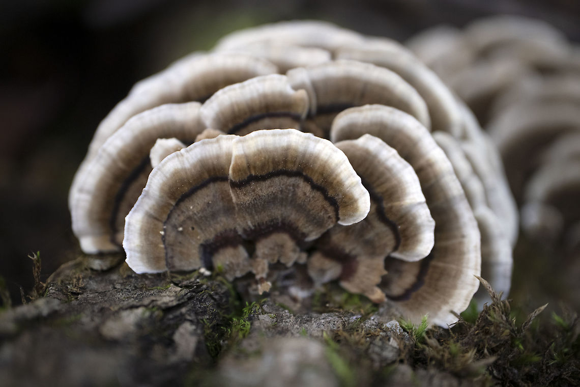 Bracket Fungi Birch Lenzites (Lenzites betulina) Stoney Swamp Trails, Ottawa, Ontario, Canada. Birch Lenzites,Canada,Fall,Geotagged,Gilled polypore,Lenzites betulina,Ontario,Ottawa,Stoney Swamp Trails,bracket,fungi,fungus,mushroom
