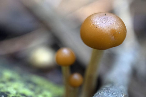 A Trio of Shrooms Yellow-Green Nolanea (Nolanea lutea) Stoney Swamp Trails, Ottawa, Ontario, Canada. Canada,Entoloma Luteum,Entoloma luteum,Fall,Geotagged,Ontario,Ottawa,Stoney Swamp Trails,Yellow-Green Nolanea,fungi,fungus,mushrooms